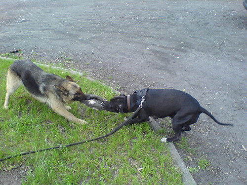 GOYA & DORIS