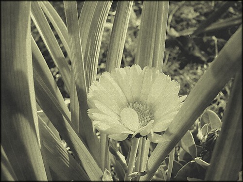 Suenos de la soledad