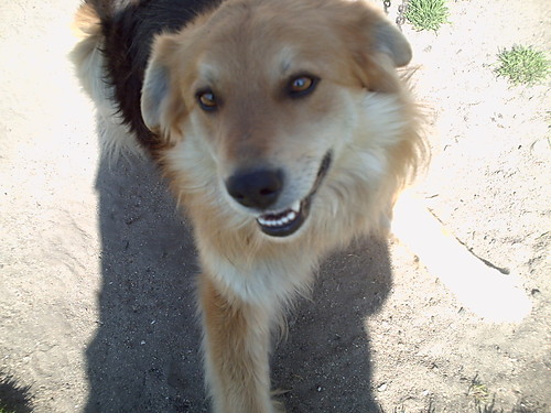 Mj piesek:)