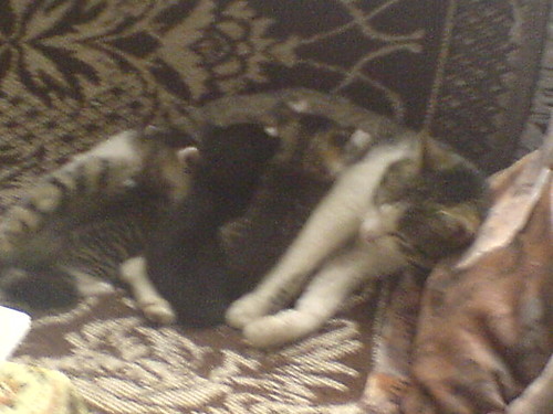 Caa rodzinka kotw (mam kotke:(