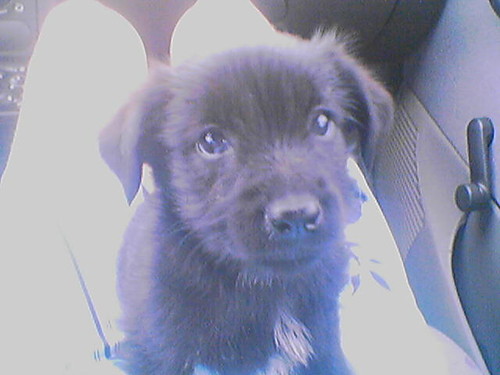 Moj Pies :D:D