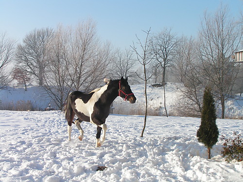 Kalif