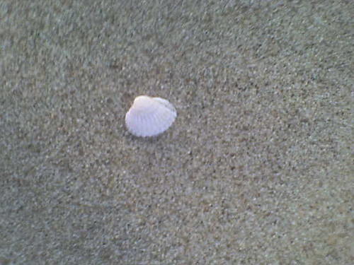 a little shell :)