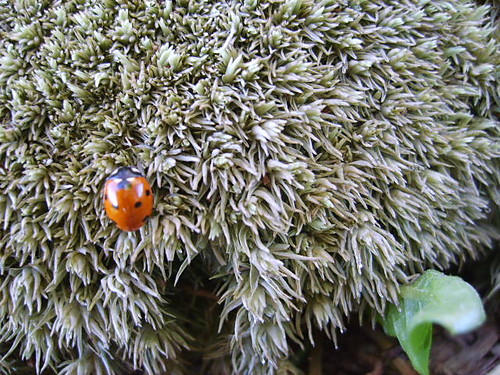 biedroona
