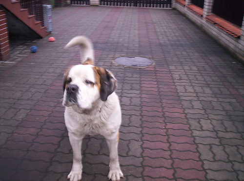 mje zotko;**