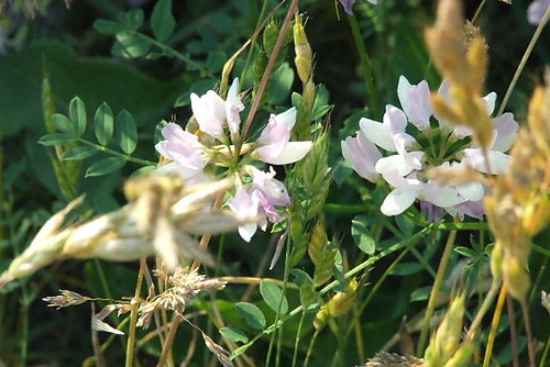ywa natura