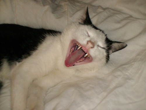 Kocio