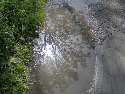 drzewko 