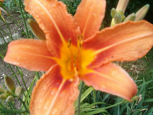 a flower