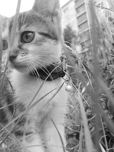 kiciak:D