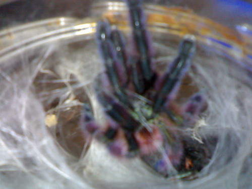 Avicularia Versicolor L9
