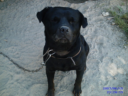 Mj piesek :)