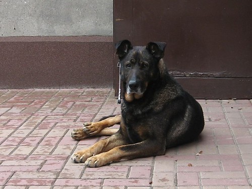 Gryzo