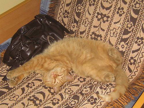 Kociacek