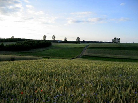 Oczekiwanie 