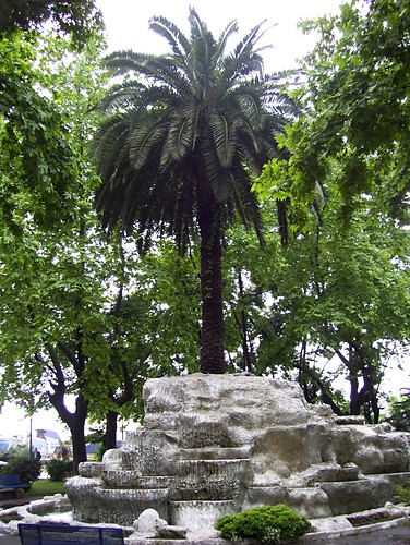 Palma w Zonguldak w Turcji