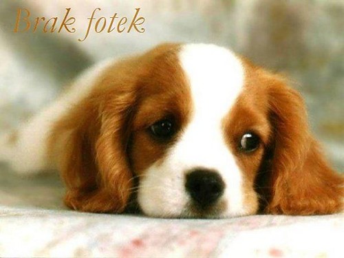 Brak fot