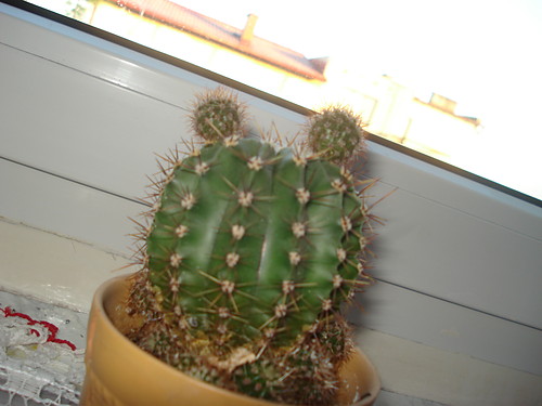 Kaktusss