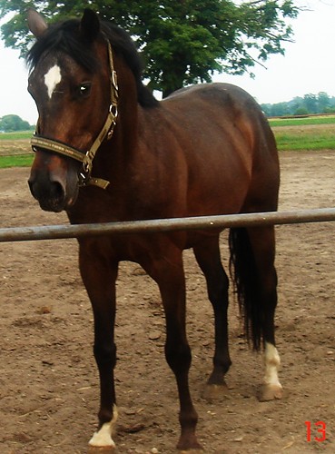mikras zadkas