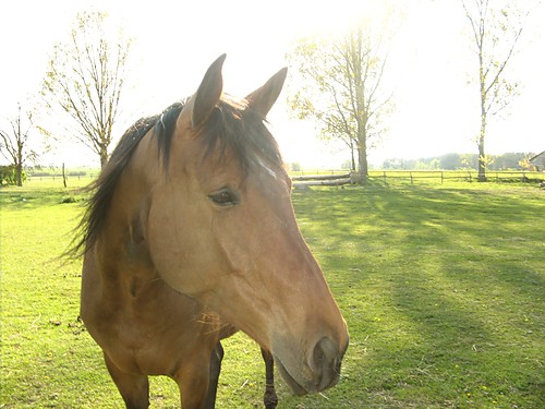 Konik .. :]