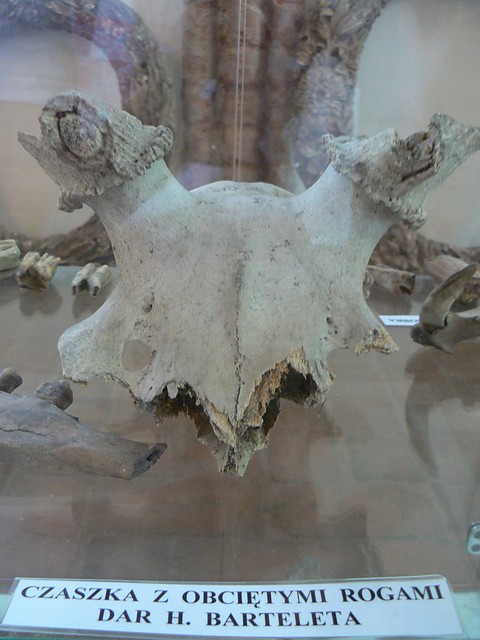 Muzeum Histori Ziemi Kamieskiej