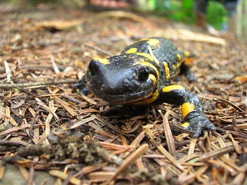 Salamandra plamista