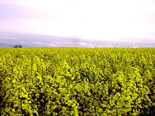 powracamy 