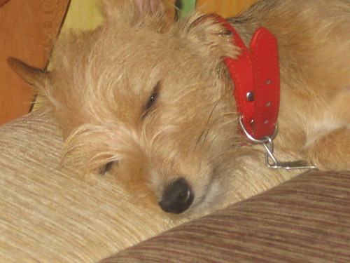 MOJ piesiol