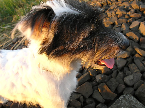 Rufusek ;*