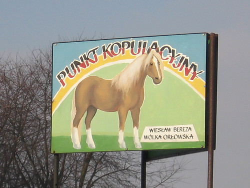Konik:D