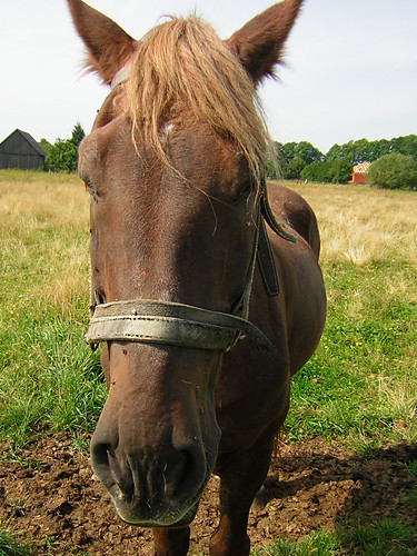 Maciu 