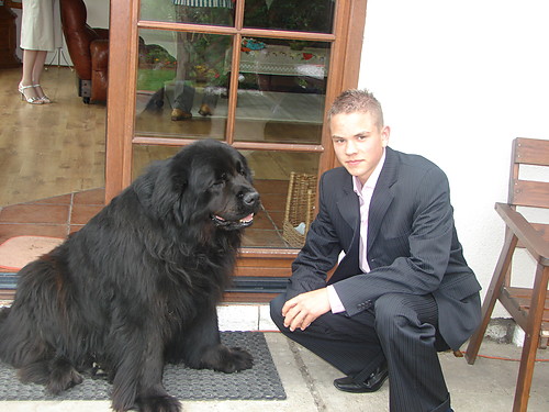   Good  dog    