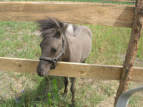 KONIK!!!!=]=]=