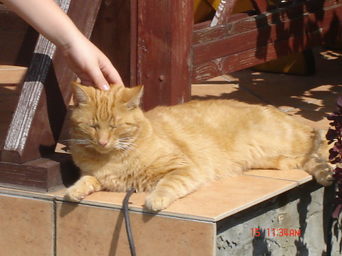 Kiciu