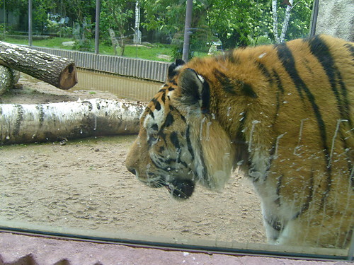 zoo w czechach