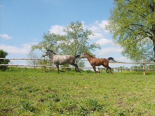 cararra i niacyna
