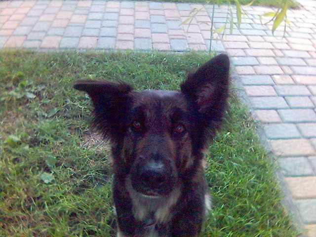 Fionka