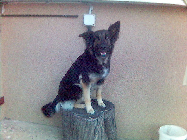 Nessila