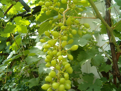 winogronka...