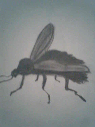 fly