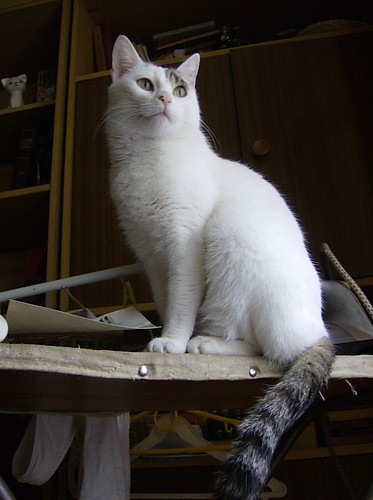 Czupakabra