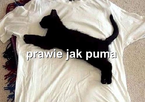 Prawie jak puma...