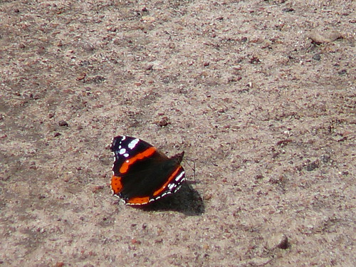 motyl. . . 