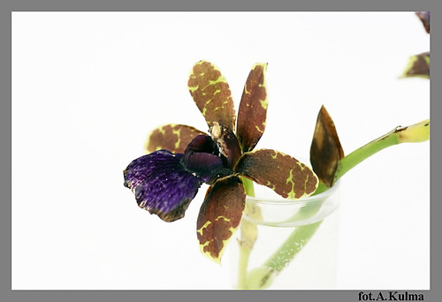 .colmanara...[ona orchidea]