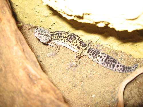 Gekon lamparci 