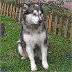 mj piesek :)