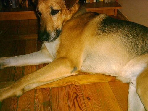 moj dog :-D