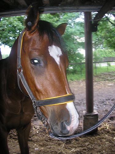 Herubi