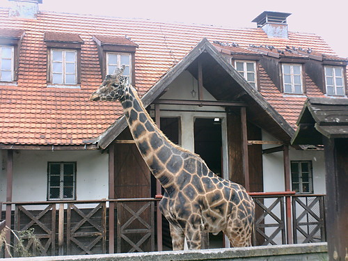 zoo