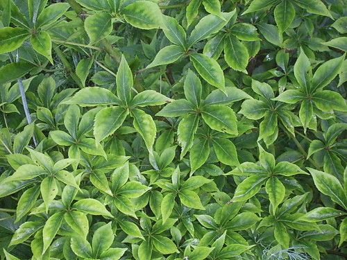 planta szkoda ze nie eM